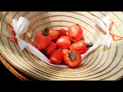 Eating/tasting fresh cashew apples/fruits in Vietnam [DE/EN Sub]