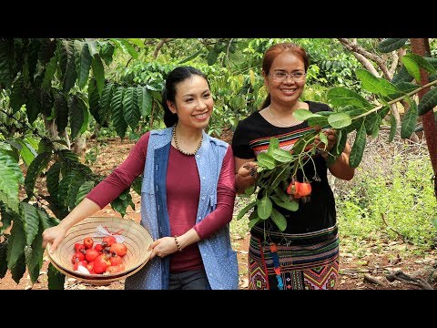 Cashew farms of the minority ethnic group, S&#039;Tieng [ Part 1] [DE/EN Sub]