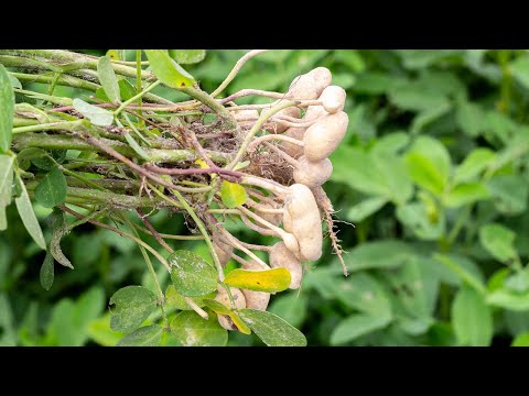 Erdnüsse anbauen im Süden Vietnam - Teil 2 [Saigon Special]